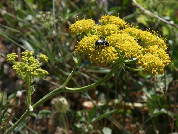 Heptaptera colladonioides \ Colladonia-&Auml;hnliche Heptaptera / Colladonia-Like Cachrys, GR Kastraki 20.5.2017 (Photo: Gisela Nikolopoulou)
