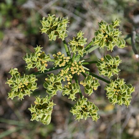 Heptaptera colladonioides \ Colladonia-&Auml;hnliche Heptaptera / Colladonia-Like Cachrys, GR Kastraki 20.5.2017 (Photo: Gisela Nikolopoulou)