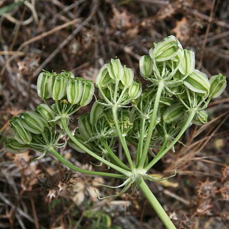 Heptaptera colladonioides \ Colladonia-&Auml;hnliche Heptaptera / Colladonia-Like Cachrys, GR Kastraki 27.5.2017 (Photo: Gisela Nikolopoulou)