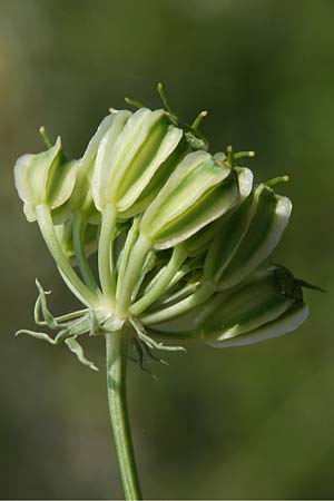 Heptaptera colladonioides \ Colladonia-&Auml;hnliche Heptaptera / Colladonia-Like Cachrys, GR Kastraki 20.5.2017 (Photo: Gisela Nikolopoulou)