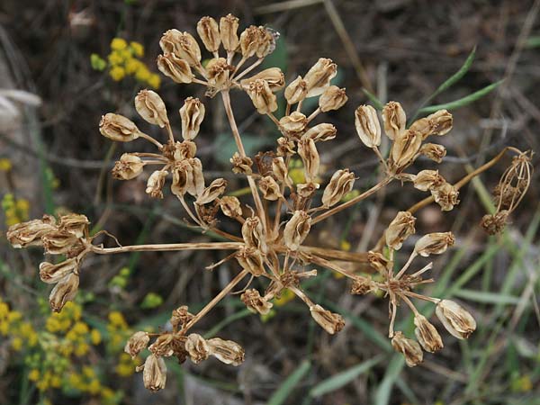 Heptaptera colladonioides \ Colladonia-&Auml;hnliche Heptaptera / Colladonia-Like Cachrys, GR Kastraki 16.6.2017 (Photo: Gisela Nikolopoulou)