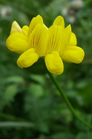 Securigera securidaca \ Beilwicke / Hatchet Vetch, GR Igoumenitsa 13.5.2008