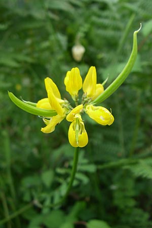 Securigera securidaca \ Beilwicke / Hatchet Vetch, GR Igoumenitsa 13.5.2008