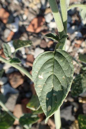 Heliotropium europaeum \ Europische Sonnenwende / European Turn-Sole, GR Euboea (Evia), Kavos 26.8.2017