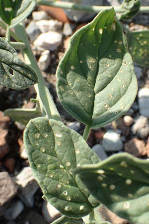 Heliotropium europaeum \ Europische Sonnenwende / European Turn-Sole, GR Euboea (Evia), Kavos 26.8.2017