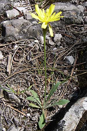 Leontodon crispus ? \ Krauser Lwenzahn / Hawkbit, GR Aoos - Schlucht / Gorge 16.5.2008