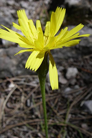 Leontodon crispus ? \ Krauser Lwenzahn / Hawkbit, GR Aoos - Schlucht / Gorge 16.5.2008