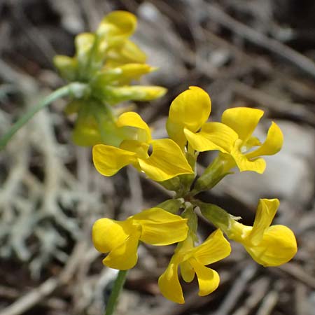 Hippocrepis comosa \ Hufeisenklee / Horseshoe Vetch, GR Peloponnes, Mt. Kyllini, Ziria 21.5.2024