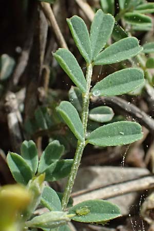 Hippocrepis comosa \ Hufeisenklee / Horseshoe Vetch, GR Peloponnes, Mt. Kyllini, Ziria 21.5.2024