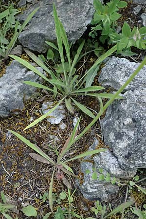 Hieracium cymosum \ Trugdoldiges Habichtskraut, GR Peloponnes, Saitas 22.5.2024