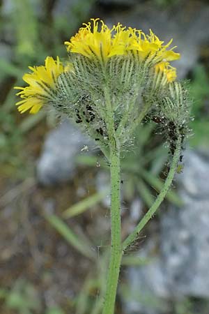Hieracium cymosum \ Trugdoldiges Habichtskraut, GR Peloponnes, Saitas 22.5.2024