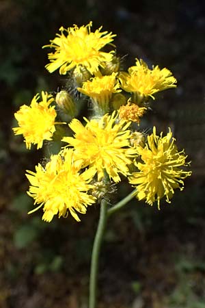 Hieracium cymosum \ Trugdoldiges Habichtskraut, GR Peloponnes, Saitas 22.5.2024