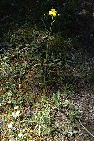Hieracium cymosum \ Trugdoldiges Habichtskraut, GR Peloponnes, Saitas 22.5.2024