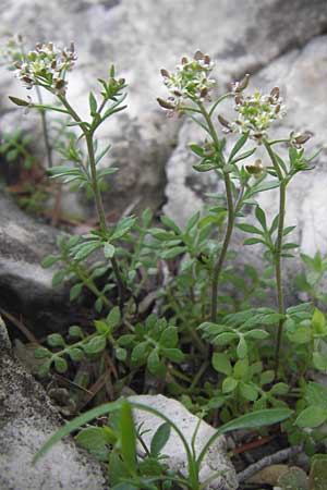 Hornungia petraea \ Steinkresse / Hutchinsia, GR Parnitha 3.4.2013