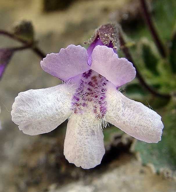 Haberlea rhodopensis \ Auferstehungspflanze, Haberlee / Resurrection Plant, GR Thrakien/Thrace, Nestos - Schlucht / Gorge 4/2005 (Photo: Zissis Antonopoulos)