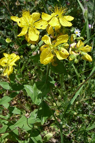 Hypericum spruneri \ Spruners Johanniskraut / Spruner's St. John's-Wort, GR Parnitha 22.5.2008
