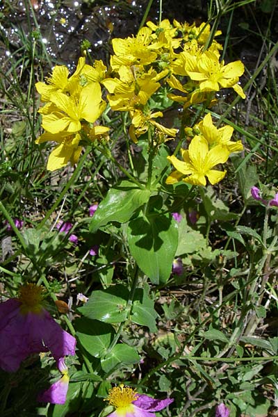 Hypericum spruneri \ Spruners Johanniskraut / Spruner's St. John's-Wort, GR Parnitha 22.5.2008