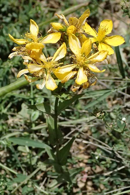 Hypericum spruneri \ Spruners Johanniskraut / Spruner's St. John's-Wort, GR Peloponnes, Chelmos, Limni Doxa 22.5.2024