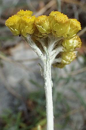 Helichrysum stoechas \ Wohlriechende Strohblume, GR Peloponnes, Taygetos, Viros - Schlucht 29.5.2024