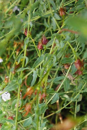 Hypericum triquetrifolium \ Krausbl&auml;ttriges Johanniskraut / Wavyleaf St. John's-Wort, Tangled Hypericum, GR Athen 6.9.2014
