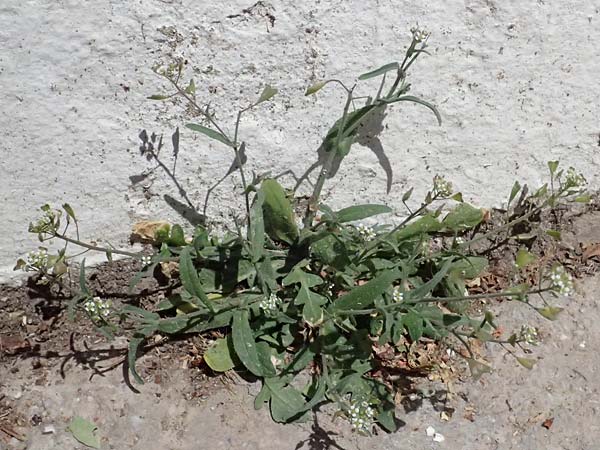 Capsella bursa-pastoris \ Hirtentschel / Shepherd's Purse, GR Athen 11.4.2024