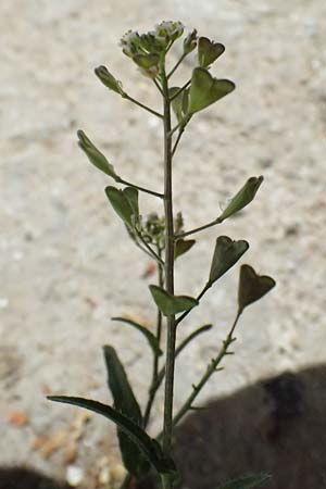 Capsella bursa-pastoris \ Hirtentschel / Shepherd's Purse, GR Athen 11.4.2024
