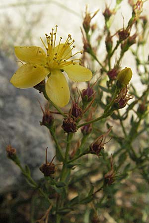 Hypericum triquetrifolium \ Krausbl&auml;ttriges Johanniskraut / Wavyleaf St. John's-Wort, Tangled Hypericum, GR Mykene 3.9.2007