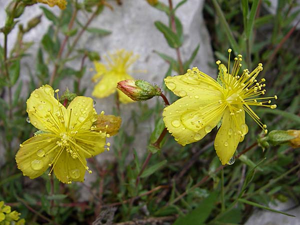 Hypericum perforatum \ Echtes Johanniskraut, Tpfel-Hartheu / Perforate St. John's-Wort, GR Joannina 14.5.2008