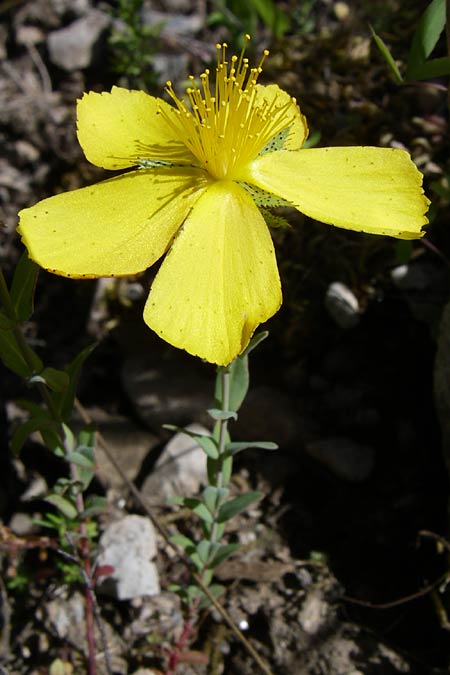 Hypericum rumeliacum \ Rumelisches Johanniskraut / Rumelian St. John's-Wort, GR Aoos - Schlucht / Gorge 16.5.2008