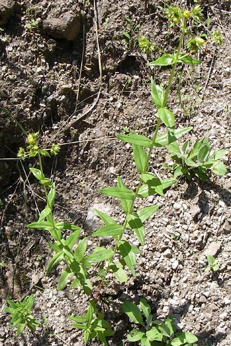 Hypericum rumeliacum \ Rumelisches Johanniskraut / Rumelian St. John's-Wort, GR Aoos - Schlucht / Gorge 16.5.2008