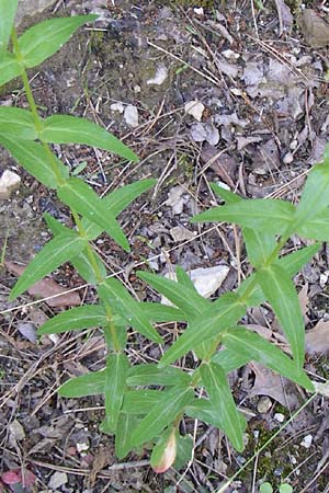Hypericum rumeliacum \ Rumelisches Johanniskraut / Rumelian St. John's-Wort, GR Aoos - Schlucht / Gorge 16.5.2008