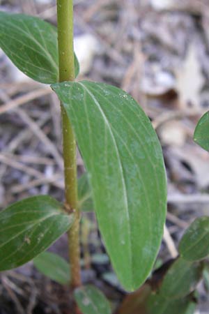Hypericum rumeliacum \ Rumelisches Johanniskraut / Rumelian St. John's-Wort, GR Aoos - Schlucht / Gorge 16.5.2008