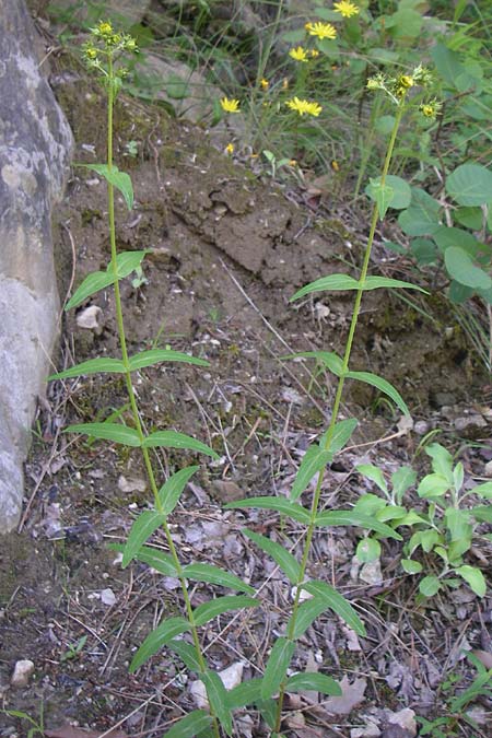 Hypericum rumeliacum \ Rumelisches Johanniskraut / Rumelian St. John's-Wort, GR Aoos - Schlucht / Gorge 16.5.2008