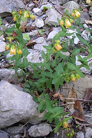 Hypericum rumeliacum \ Rumelisches Johanniskraut / Rumelian St. John's-Wort, GR Aoos - Schlucht / Gorge 16.5.2008