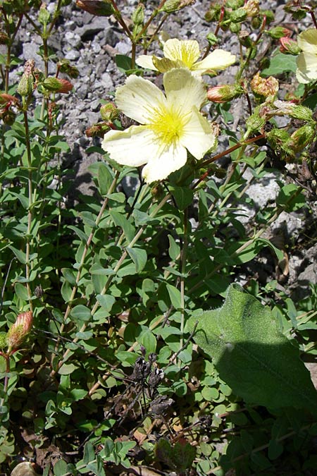 Hypericum rumeliacum \ Rumelisches Johanniskraut / Rumelian St. John's-Wort, GR Aoos - Schlucht / Gorge 16.5.2008