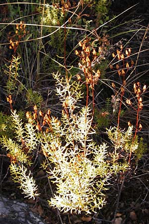 Hypericum empetrifolium \ Kr&auml;henbeerenbl&auml;ttriges Johanniskraut / Crowberry-Leaved St. John's-Wort, GR Hymettos 26.8.2014
