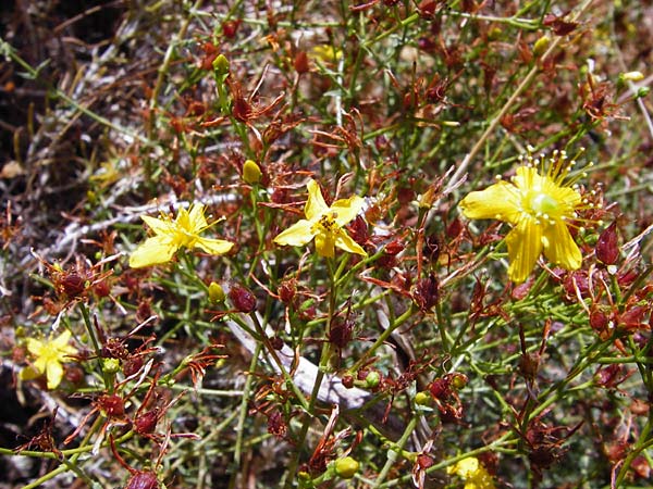 Hypericum triquetrifolium \ Krausbl&auml;ttriges Johanniskraut / Wavyleaf St. John's-Wort, Tangled Hypericum, GR Euboea (Evia), Karistos 30.8.2014
