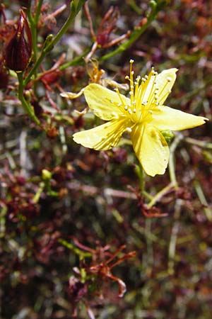 Hypericum triquetrifolium \ Krausbl&auml;ttriges Johanniskraut / Wavyleaf St. John's-Wort, Tangled Hypericum, GR Euboea (Evia), Karistos 30.8.2014