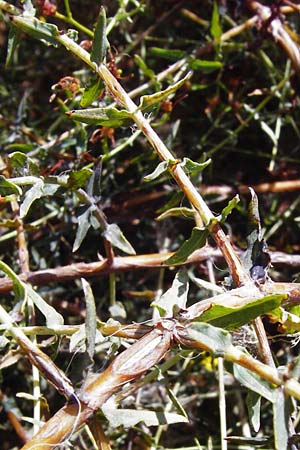 Hypericum triquetrifolium \ Krausbl&auml;ttriges Johanniskraut / Wavyleaf St. John's-Wort, Tangled Hypericum, GR Euboea (Evia), Karistos 30.8.2014
