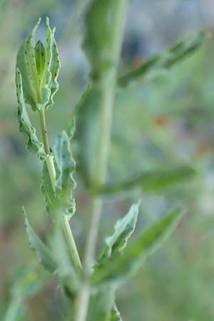 Hypericum triquetrifolium \ Krausbl&auml;ttriges Johanniskraut / Wavyleaf St. John's-Wort, Tangled Hypericum, GR Euboea (Evia), Drimona 27.8.2017