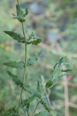 Hypericum triquetrifolium \ Krausbl&auml;ttriges Johanniskraut / Wavyleaf St. John's-Wort, Tangled Hypericum, GR Euboea (Evia), Drimona 27.8.2017