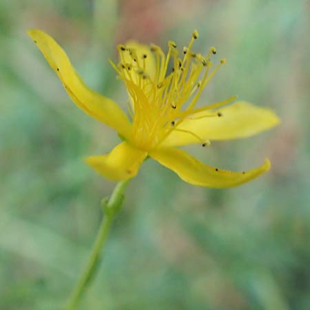 Hypericum triquetrifolium \ Krausbl&auml;ttriges Johanniskraut / Wavyleaf St. John's-Wort, Tangled Hypericum, GR Euboea (Evia), Drimona 27.8.2017