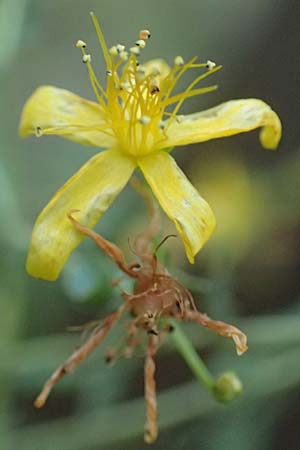 Hypericum triquetrifolium \ Krausbl&auml;ttriges Johanniskraut / Wavyleaf St. John's-Wort, Tangled Hypericum, GR Euboea (Evia), Drimona 27.8.2017