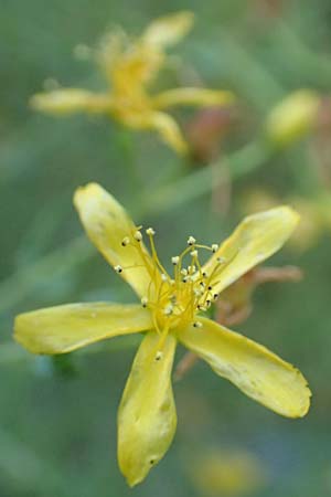 Hypericum triquetrifolium \ Krausbl&auml;ttriges Johanniskraut / Wavyleaf St. John's-Wort, Tangled Hypericum, GR Euboea (Evia), Drimona 27.8.2017