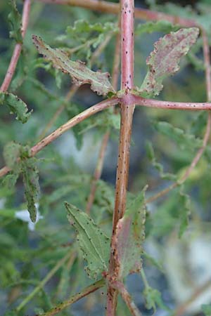 Hypericum triquetrifolium \ Krausbl&auml;ttriges Johanniskraut / Wavyleaf St. John's-Wort, Tangled Hypericum, GR Euboea (Evia), Drimona 27.8.2017