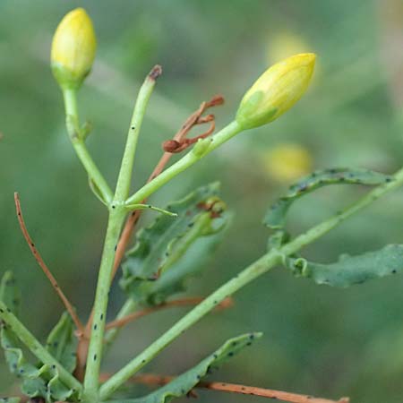 Hypericum triquetrifolium \ Krausbl&auml;ttriges Johanniskraut / Wavyleaf St. John's-Wort, Tangled Hypericum, GR Euboea (Evia), Drimona 27.8.2017