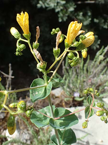 Hypericum vesiculosum \ Blasen-Johanniskraut / Bladder St. John's-Wort, GR Peloponnes, Kalavryta 20.5.2024