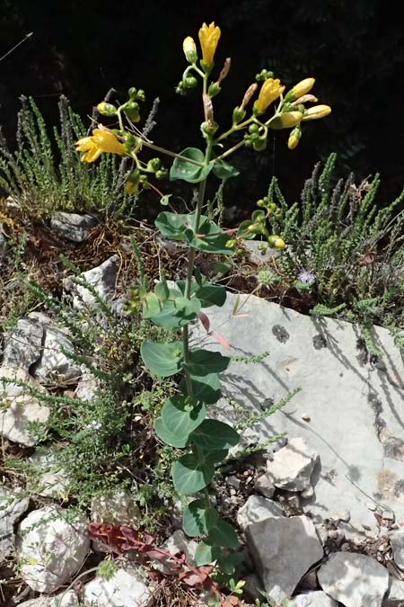 Hypericum vesiculosum \ Blasen-Johanniskraut / Bladder St. John's-Wort, GR Peloponnes, Kalavryta 20.5.2024