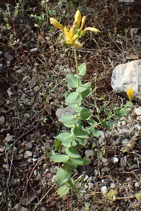 Hypericum vesiculosum \ Blasen-Johanniskraut / Bladder St. John's-Wort, GR Peloponnes, Kalavryta 20.5.2024