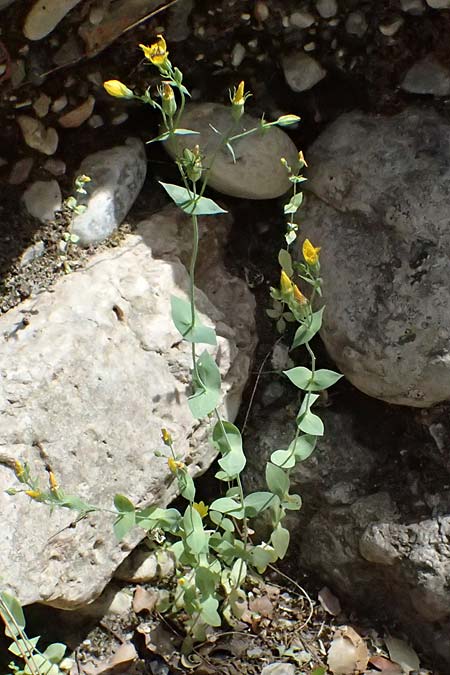 Blackstonia perfoliata \ Bitterling / Yellow-Wort, GR Peloponnes, Taygetos, Viros - Schlucht / Gorge 25.5.2024